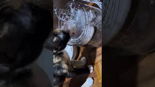 #shorts #自動給水器を飲んでいる猫の姿   シリーズ248  #猫  #給水器 #猫のいる暮らし  #猫のいる生活   #猫可愛い #cat