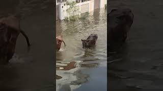 Bad state of animals  #animal #cow #cyclone #cowlover