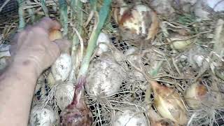 More Harvested Potatoes and Onions5-12-24 | SEE DESCRIPTION FOR MORE INFO | Thanks for Watching!