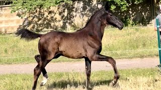 colt by Bon Couer - Rocky Lee *2023, Oldenburg