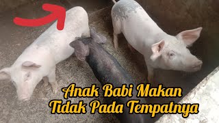 Anak Babi Makan Tidak Pada Tempatnya Karena Kebiasaan Buruk Babi Yang Sembarangan