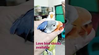 love bird chicks