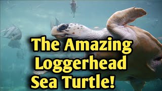 The Amazing Loggerhead Sea Turtle! | ANIMAL | 4K | MAZING