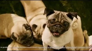 Mtel - Comercial de TV - Propaganda com Pug