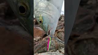 Mancing Dapat Satu Langsung Pupang Masak untuk Sarapan dan Kerja||Bluefin Trevally di Pagi Hari