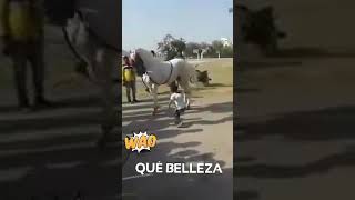 El baile de la yegua - caballo amaestrado - humor comedia