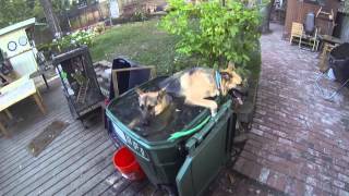 German Shepherds Taking Bath Together in Large Gaden Bin After Run