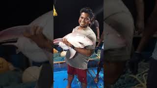 fisherman catch shark fish