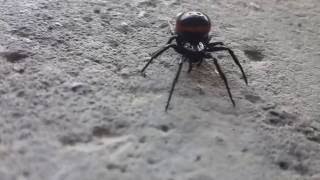 Black Widow