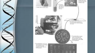 Chromosomes (basic overview)