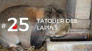 TATOUER DES LAPINS │LFDT #25