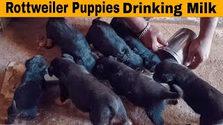 Mother dog refuse to feed her puppies | We feed Them with Buffalo Milk | Rottweiler | Rottweiler pup