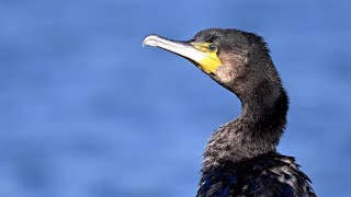 Vögel am Ijsselmeer, der Kormoran