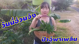 ออกกำลังกายลดพุง เก็บผักสวนครัว | ป้าอุ๊พาเพลิน