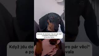 Jeden nákup jídla a 💸…. #vtipy #vtip #vtipycz #sranda #funny #dogs #animal #pes #humor #fun #dog