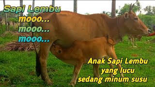 Induk Sapi Lembu Sedang Menyusui Anak Nya #sapi #lembu #sapimoo #suaralembu#cows  #indukansuper