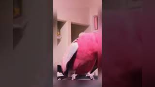 Dancing Galah Cockatoo #parrots #birds #asmr #viral