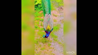 😍❤‍🔥💖#pecock #nature #youtubeshorts #shortvideo #reels #status