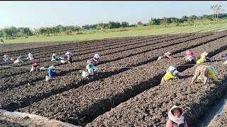 tanam bawang merah di musim kemarau - varietas Thailand !!!!