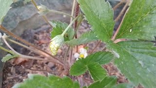 Strawberry putih alphine, tabulampot lahan terbatas di belakang rumah