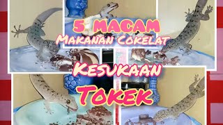 MAKANAN COKELAT YG MEMBUAT TOKEK MABUK KEPAYANG. #tokek #animal #reptiles