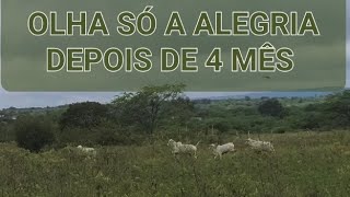 SOLTEI OS BEZERROS NO CERCADO mais o BEZERRO de João fugiu