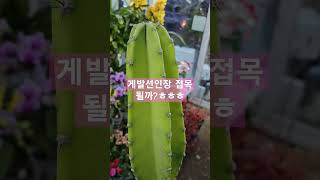 게발선인장 접목 ㅎㅎ 선인장에 칼질하기 #게발선인장 #가재발선인장 #인천꽃집 #게발