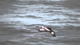 Antarctica - Bird Watching at Sea