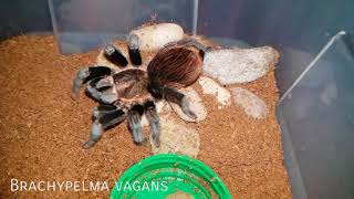 Gorby Exotics - Tarantula Group Feeding Video 097