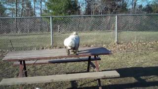 Bichon Fun at the Park with a Havanese!!