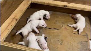 2 Week Old “AKC Registered Bull Terrier” Puppies Out Of “Chosen Sheep Kennels”