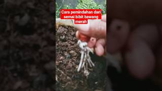 cara pemindahan bibit bawang merah dari semai#berkebun #berkebundirumah #pertanian #petualangan