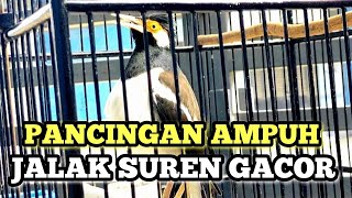 PANCINGAN JALAK SUREN PALING AMPUH,DALAM HITUNGAN MENIT JALAK SUREN MALAS BUNYI LANGSUNG NYAUT💥