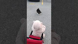 Baby First time meeting fluffy cat#funnyshorts #catlover#catvideos #shortsfeed