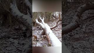 Wildlife Animal Eagle Vs Squirrel Fight Video #shorts #eagle #squirrel