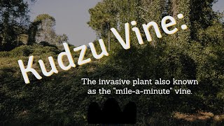 Kudzu:  The Invasive Vine Explained!