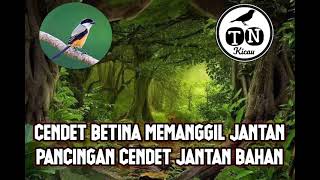 Suara burung cendet betina memanggil jantan. Pancingan cendet jantan bahan, macet bunyi, stress.