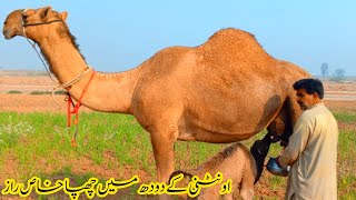 Oontni ka doodh|camel fresh milk|camel milk benefit|live milking|Badwal desi vlog|