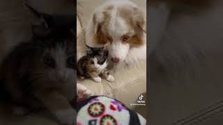 My dog falls in love with a stray kitten