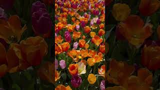 Tulip Festival in Skagit Valley Washington  April  2024