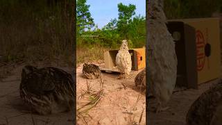 DIY Trap Quail using Box small Amazing #ShortsChannel