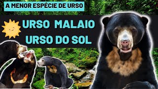 O Menor de Todos os Ursos: Desvendando o Delicioso Mundo do Urso Malaio (Urso do Sol)