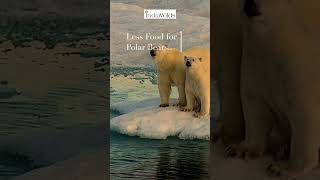 #polarbear in Peril #shorts #nature #wildlife #endangered #arcticanimal #travel #explore