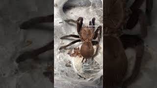 Packing lunch😋😋 Chilobrachys natanicharum (electric blue tarantula) spider wrapping it’s preys