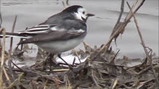 Engelsk sädesärla (Motacilla alba yarrellii)