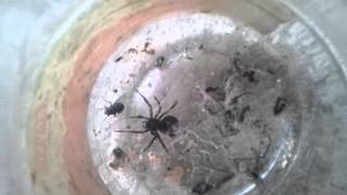 Black Widow Spider