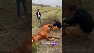 Kind Strangers Save a Tangled Horses Life #shorts