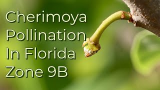 Cherimoya pollination in Tampa Fl, Zone 9B