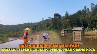 Seru sekali melihat Ibu ibu Menanam Padi Di Sawah Suasana Bikin Kangen Kampung Halaman