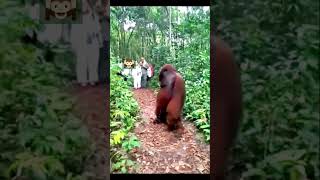 Unique Orangutan Behaviors